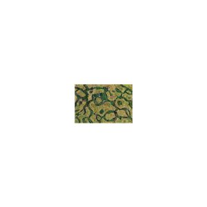 Kraken Wargames Gaming Mat - Forsaken Swamp 44"x60"-KWG-SF-19