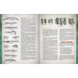 RuneQuest - Weapons and Equipment - EN-CHA4036-H